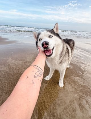 Dojeli jsme k moři ve Francii ☀️🌊🐻‍❄️ Marvis se od rána směje, protože voda a písek a protože zatím dost fouká… až...